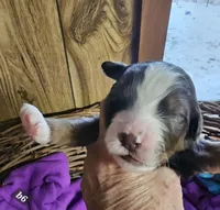 Boy #6, a male Bernese Mountain Dog for sale in Saxon, WI – Photo 3 of 6