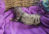 Boy #6, a male Bernese Mountain Dog for sale in Saxon, WI – Photo 4 of 6