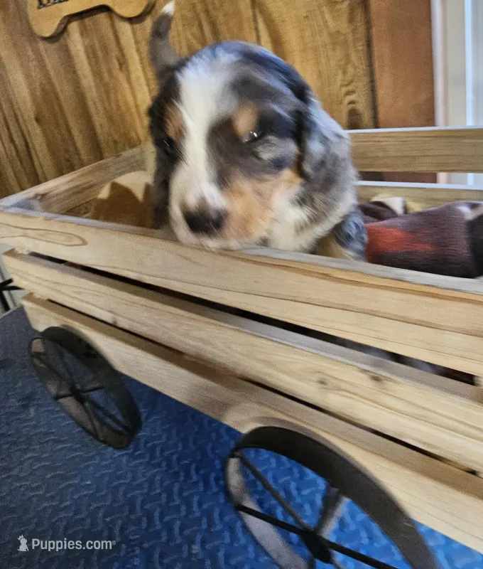 Boy #6 – Bernese Mountain Dog puppy for sale in Saxon, WI