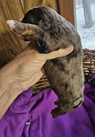 Boy #6, a male Bernese Mountain Dog for sale in Saxon, WI – Photo 6 of 6