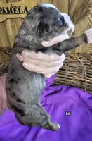 Boy #6, a male Bernese Mountain Dog for sale in Saxon, WI – Photo 5 of 6