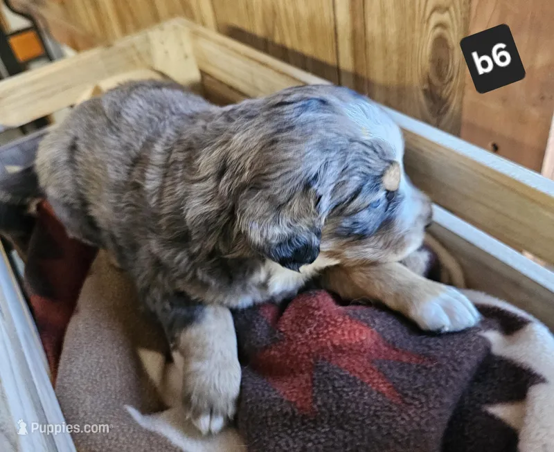 Boy #6 – Bernese Mountain Dog puppy for sale in Saxon, WI