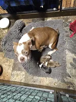 Girl#1, a female Boston Terrier for sale in Saxon, WI – Photo 7 of 9