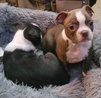 Girl#1, a female Boston Terrier for sale in Saxon, WI – Photo 3 of 9