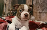 Girl#1, a female Boston Terrier for sale in Saxon, WI – Photo 1 of 9