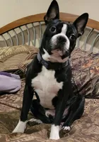 Girl#1, a female Boston Terrier for sale in Saxon, WI – Photo 4 of 9
