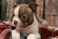 Girl#1, a female Boston Terrier for sale in Saxon, WI – Photo 5 of 9