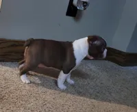 Girl#1, a female Boston Terrier for sale in Saxon, WI – Photo 6 of 9