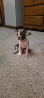 Girl#1, a female Boston Terrier for sale in Saxon, WI – Photo 9 of 9