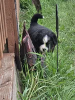 BRUTUS, a male Bernese Mountain Dog for sale in Saxon, WI – 2 of 6