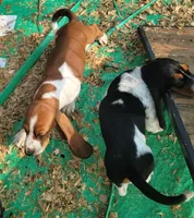 Female Akc mahogany, a female Basset Hound for sale in Saxon, WI – Photo 6 of 7