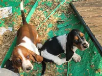Female Akc mahogany, a female Basset Hound for sale in Saxon, WI – Photo 7 of 7