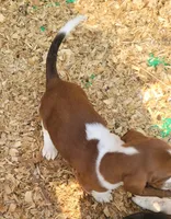 Female Akc mahogany, a female Basset Hound for sale in Saxon, WI – Photo 5 of 7