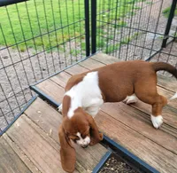 Female Akc mahogany, a female Basset Hound for sale in Saxon, WI – Photo 3 of 7