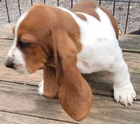 Female Akc mahogany, a female Basset Hound for sale in Saxon, WI – Photo 2 of 7