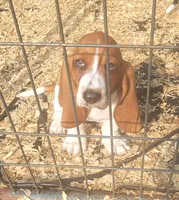 Female Akc mahogany, a female Basset Hound for sale in Saxon, WI – Photo 4 of 7