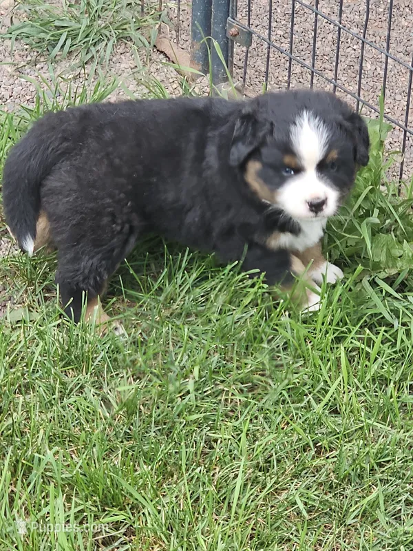 BRUTUS – Bernese Mountain Dog puppy for sale in Saxon, WI