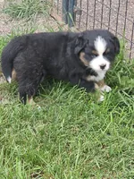 BRUTUS, a male Bernese Mountain Dog for sale in Saxon, WI – 1 of 6