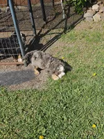  Boy Bernadoodle , a male Bernedoodle for sale in Saxon, WI – 3 of 4
