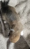 Tasha, a female Pembroke Welsh Corgi for sale in Saxon, WI – 3 of 7