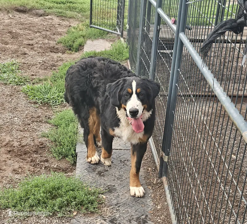 Iris – Bernese Mountain Dog puppy on hold in Saxon, WI
