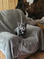 AKC BLUE BOY, a male French Bulldog for sale in Saxon, WI – Photo 4 of 8