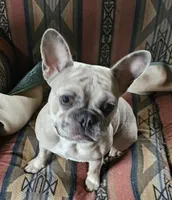 AKC BLUE BOY, a male French Bulldog for sale in Saxon, WI – Photo 3 of 8