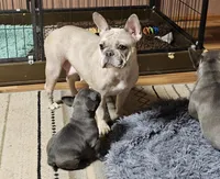 AKC BLUE BOY, a male French Bulldog for sale in Saxon, WI – Photo 6 of 8