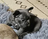 AKC BLUE BOY, a male French Bulldog for sale in Saxon, WI – Photo 5 of 8