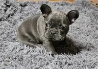 AKC BLUE BOY, a male French Bulldog for sale in Saxon, WI – Photo 1 of 8
