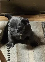 AKC BLUE BOY, a male French Bulldog for sale in Saxon, WI – Photo 8 of 8