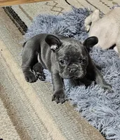 AKC BLUE BOY, a male French Bulldog for sale in Saxon, WI – Photo 7 of 8