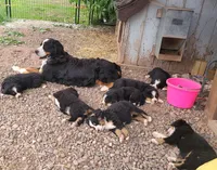 G3, a female Bernese Mountain Dog for sale in Saxon, WI – Photo 6 of 8