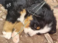 G3, a female Bernese Mountain Dog for sale in Saxon, WI – Photo 8 of 8