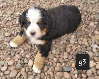 G3, a female Bernese Mountain Dog for sale in Saxon, WI – Photo 5 of 8