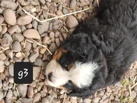 G3, a female Bernese Mountain Dog for sale in Saxon, WI – Photo 2 of 8