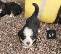 G3, a female Bernese Mountain Dog for sale in Saxon, WI – Photo 3 of 8