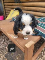 G3, a female Bernese Mountain Dog for sale in Saxon, WI – Photo 4 of 8