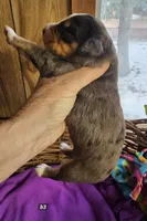 Boy 3, a male Bernese Mountain Dog for sale in Saxon, WI – Photo 4 of 7