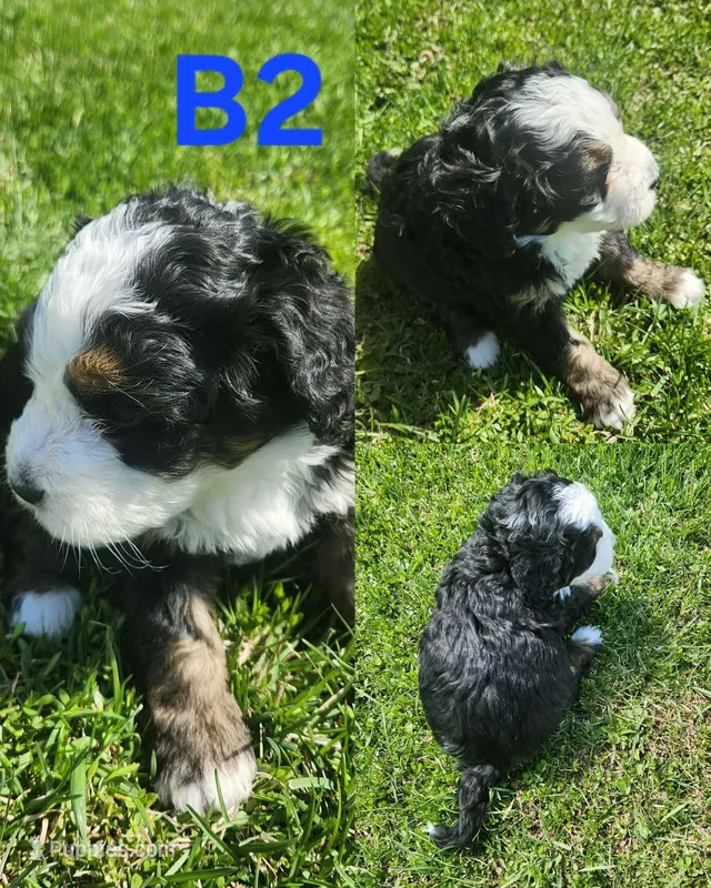 Boy 2 – Bernese Mountain Dog puppy for sale in Saxon, WI