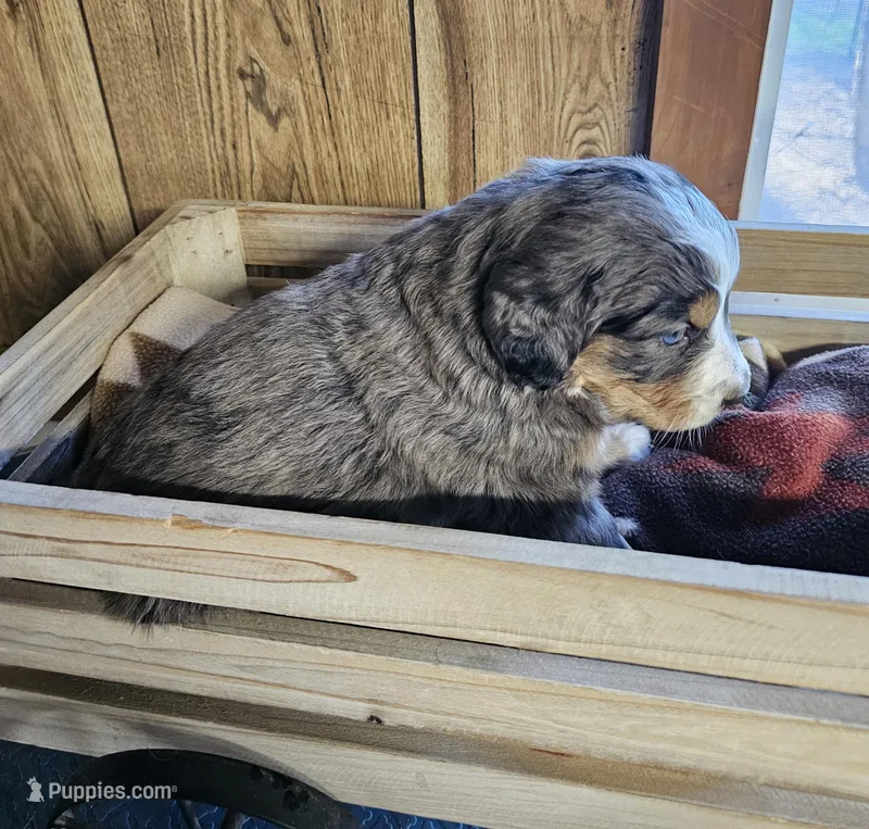 Boy 3 – Bernese Mountain Dog puppy for sale in Saxon, WI