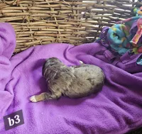 Boy 3, a male Bernese Mountain Dog for sale in Saxon, WI – Photo 7 of 7