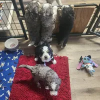 Boy 2, a male Bernese Mountain Dog for sale in Saxon, WI – 4 of 5