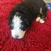 Boy 2, a male Bernese Mountain Dog for sale in Saxon, WI – 5 of 5