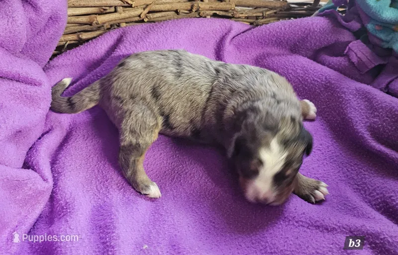 Boy 3 – Bernese Mountain Dog puppy for sale in Saxon, WI