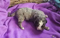 Boy 3, a male Bernese Mountain Dog for sale in Saxon, WI – Photo 1 of 7