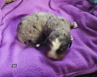 Boy 3, a male Bernese Mountain Dog for sale in Saxon, WI – Photo 3 of 7