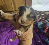 Boy 3, a male Bernese Mountain Dog for sale in Saxon, WI – Photo 6 of 7