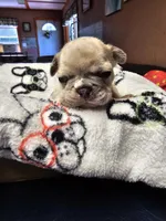 Saffire  merle, a male French Bulldog for sale in Saxon, WI – Photo 3 of 7