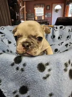 Saffire  merle, a male French Bulldog for sale in Saxon, WI – Photo 1 of 7